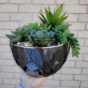 Succulent bowl